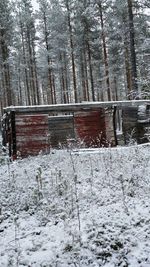 Frozen trees in forest during winter