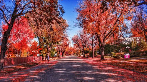 Road amidst trees during autumn