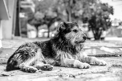 Dog looking away while sitting outdoors