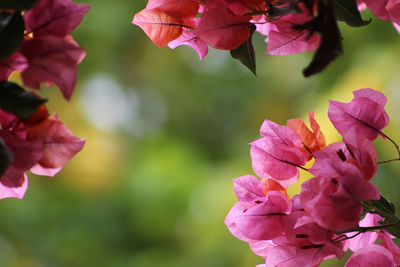 Close-up of pink flowers