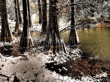 Trees in forest during winter