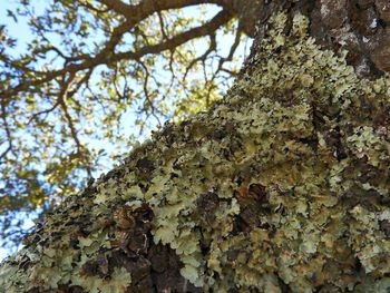 Low angle view of lichen on tree against sky