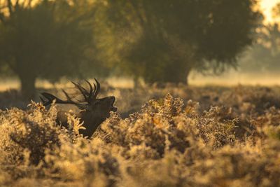 Moose amidst plants on field during sunset