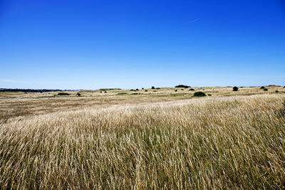 Scenic view of field against clear blue sky