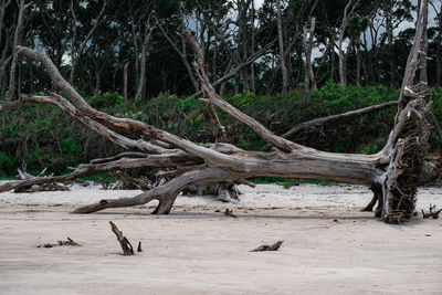 Driftwood on tree trunk in field