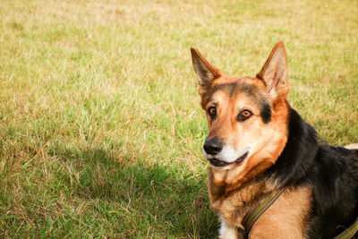 Portrait of dog on field