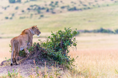 View of a lion