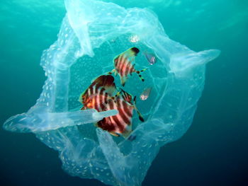 Close-up of jellyfish swimming in sea