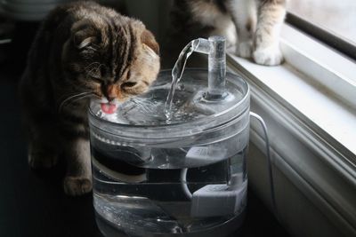 Close-up of cat drinking water