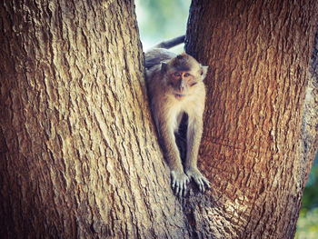 Close-up of cat sitting on tree trunk