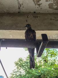 Low angle view of eagle perching on wood