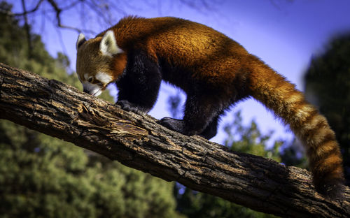 Low angle view of red panda on tree
