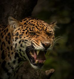 Close-up of tiger