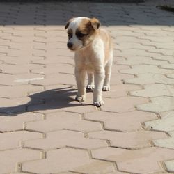 Dog walking on cobblestone street