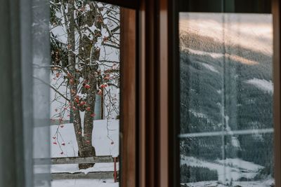 Trees seen through window during winter
