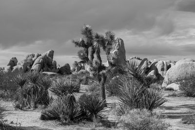 Cactus plants growing on rock against sky