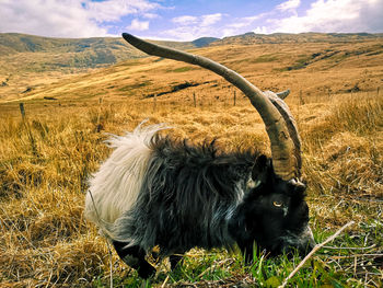 animal