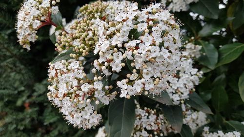 Close-up of white flowering plant