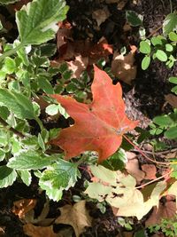 High angle view of autumn leaves on field