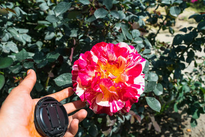 Close-up of hand holding pink flower
