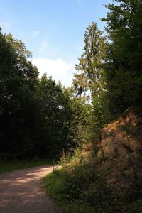 Trees in forest