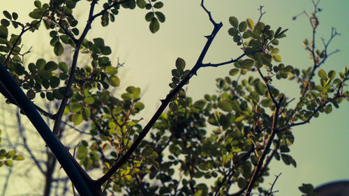 Low angle view of leaves on tree