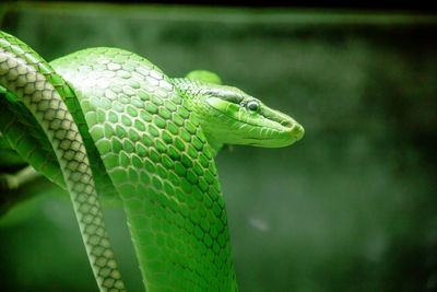 The boa constrictor is a beautiful snake. 