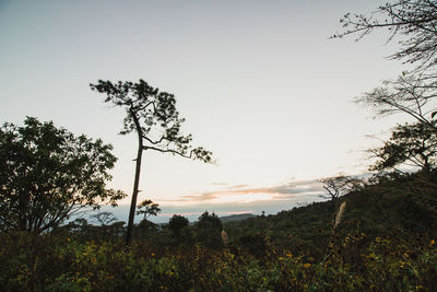 Trees on field against sky during sunset