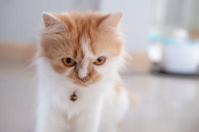 Portrait of white cat at home