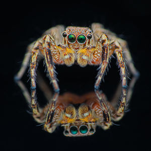 Close-up of spider