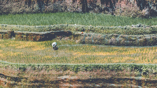 Rear view of man on field