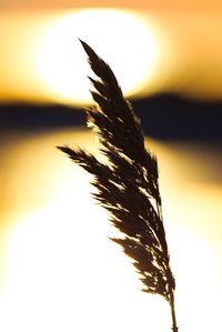 Close-up of stalks against sky at sunset