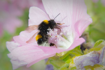 Close-up of bee on pink flower