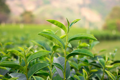 Close-up of plant growing on field
