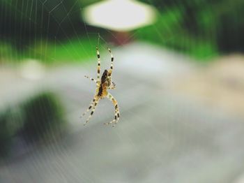 Close-up of spider web