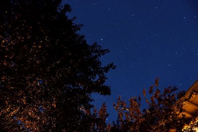 Low angle view of trees against sky at night