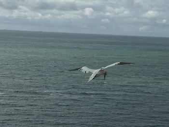 Seagull flying over sea