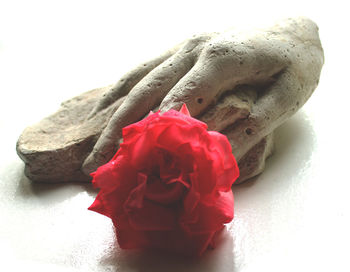 Close-up of red rose