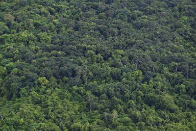 High angle view of trees in forest