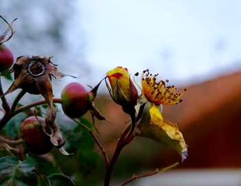 Close-up of fruit growing on tree against sky