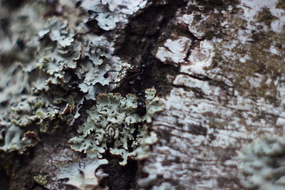 Close-up of mushroom growing on tree trunk