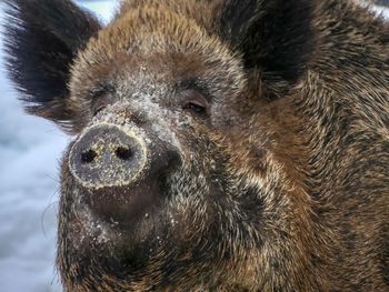 Close-up portrait of a boar