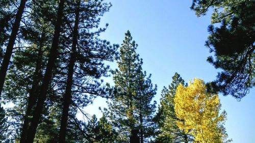 Low angle view of trees in forest against sky