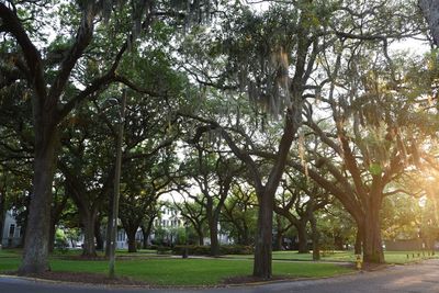 Trees in park