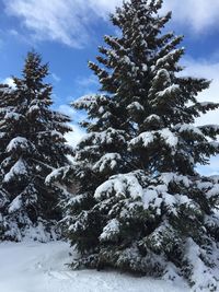 Low angle view of frozen tree against sky