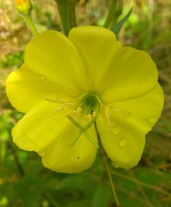 Close-up of water drops on yellow flower