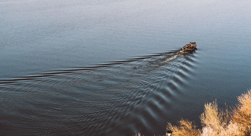 High angle view of turtle swimming in sea