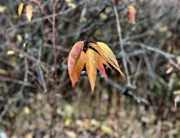 Close-up of wilted plant during autumn