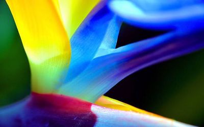 Macro shot of yellow flower