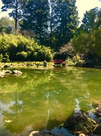 Scenic view of lake against trees in forest